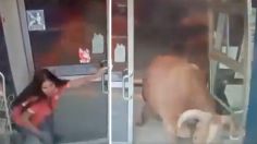 VIDEO: un par de toros enfurecidos se meten a “robar” y destruir un Oxxo en calles de Tlajomulco