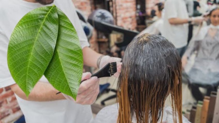 Tinte natural contra las canas: aprende a usar las hojas de nogal para oscurecer el cabello