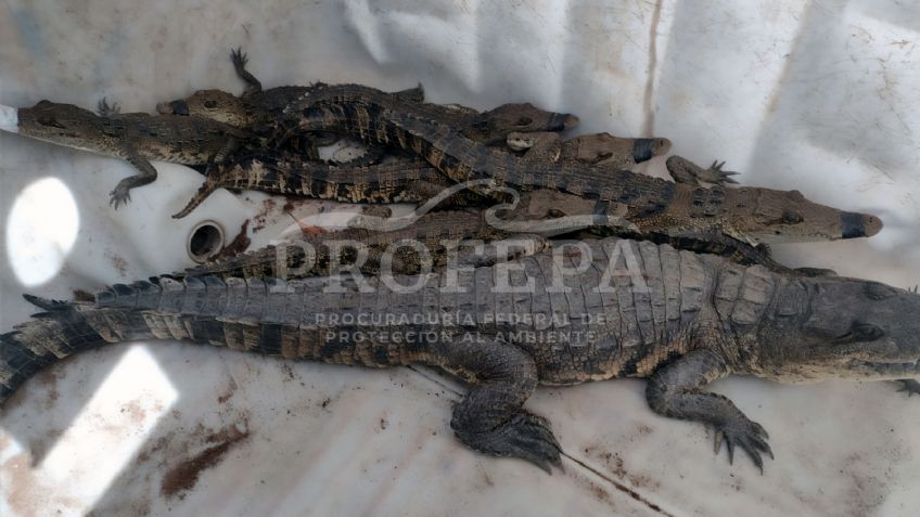 Casi cien cocodrilos han sido capturados en calles de Tamaulipas por lluvias de las últimas dos semanas