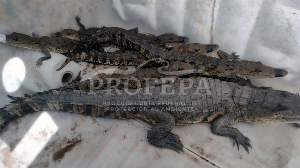 Los animales fueron localizados en zonas urbanas de Tamaulipas, a causa de las lluvias.