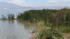 El Lago de Chapala en crisis: piden recuperar la mayor fuente de agua de Guadalajara