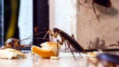 Cucarachas: ¿en qué parte de la casa se esconden durante la temporada de lluvias?