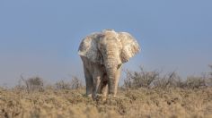 Elefante mata a turista que intentaba fotografiarlos de cerca