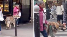 VIDEO: graban a señora paseando su gigante perro lobo checoslovaco por las calles de París