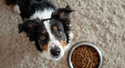 cual es la mejor comida para alimentar a tu perro