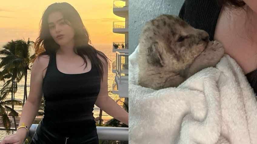 Emily Cinnamon, hija del Canelo Álvarez, presume exótica mascota, un cachorro de león, ¿es legal tenerlo en México?