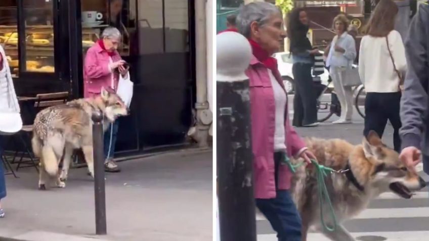 VIDEO: graban a señora paseando su gigante perro lobo checoslovaco por las calles de París