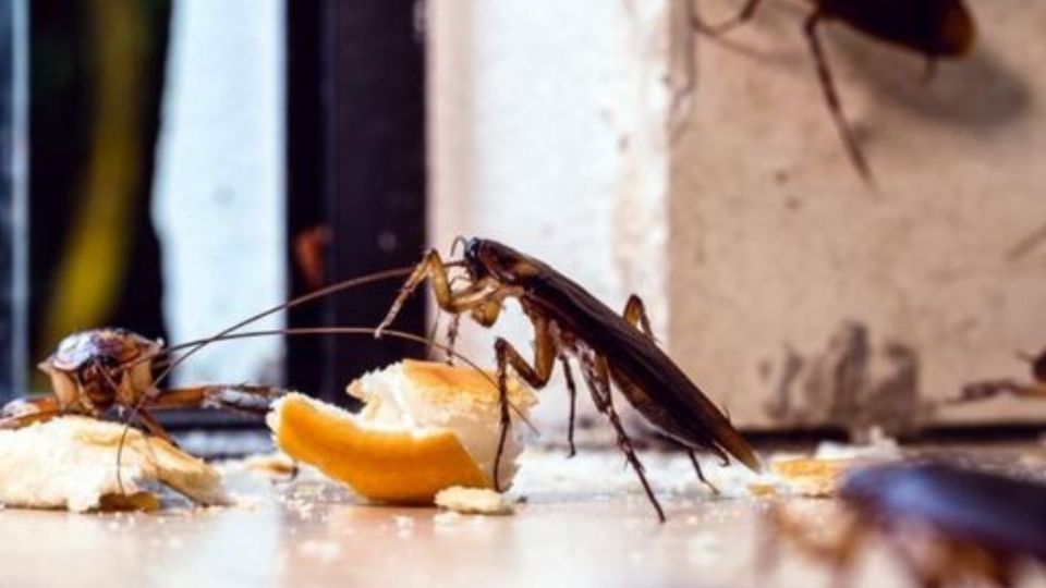 Estos desagradables insectos pueden aparecer de la noche a la mañana en tu hogar y multiplicarse en cuestión de días 