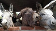 El santuario Burrolandia celebra 18 años de rescatar al burro mexicano para evitar su extinción