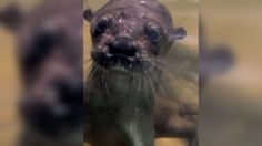 Zoomat tiene un nuevo habitante, conoce a la joven nutria rescatada en Tuxtla Gutiérrez