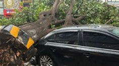 Árbol aplasta auto en Avenida Universidad en la Colonia del Valle; bloquea la circulación