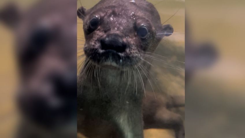 Zoomat tiene un nuevo habitante, conoce a la joven nutria rescatada en Tuxtla Gutiérrez