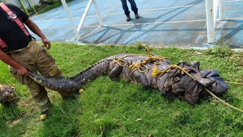 Altos niveles de agua provocan la salida de cocodrilos, capturan a 200 reptiles en Tamaulipas