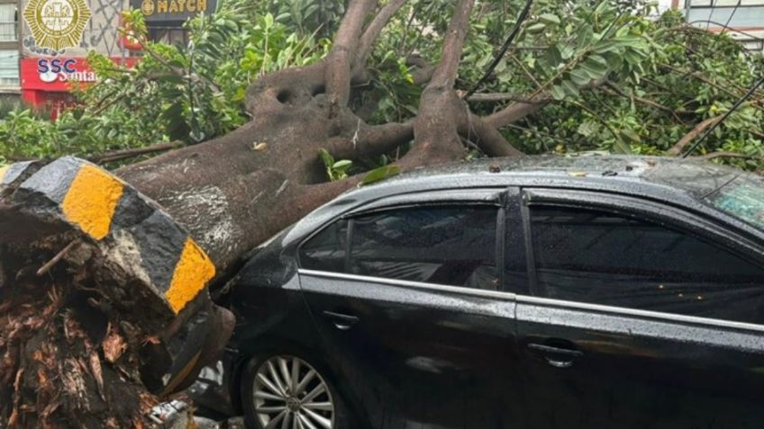 Árbol aplasta auto en Avenida Universidad en la Colonia del Valle; bloquea la circulación