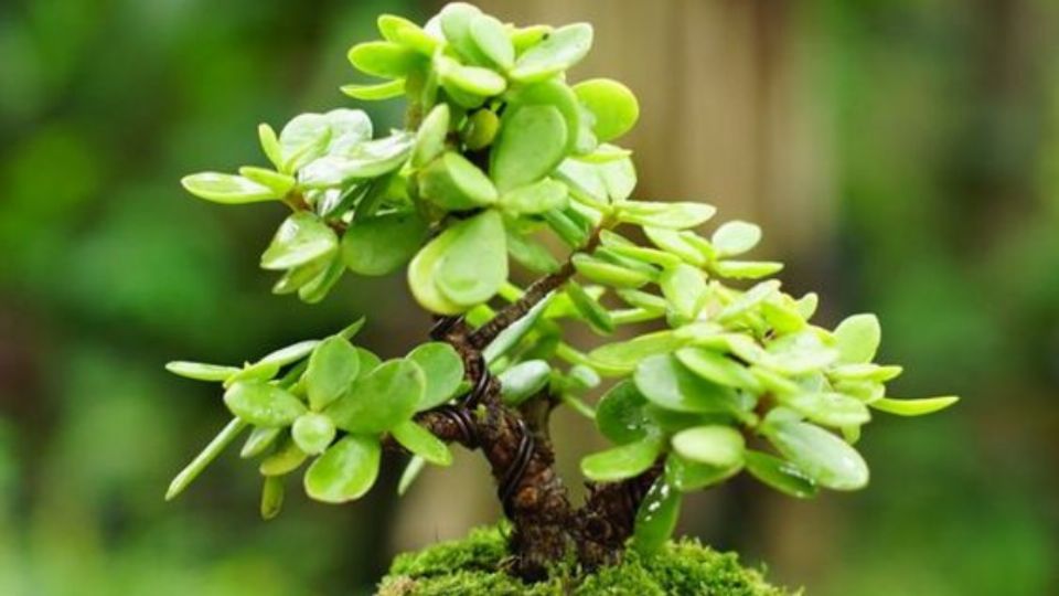 Dónde debo colocar el árbol de jade para atraer el dinero y la abundancia al hogar. Fuente: Pinterest