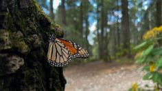 Así es como el Edomex busca proteger a la mariposa monarca