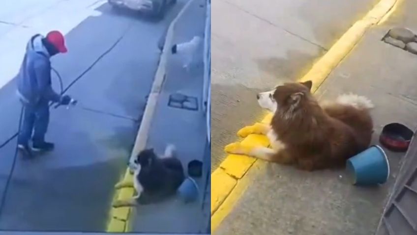 Un perrito estaba acostado en la banqueta y al no quitarse, un trabajador le pintó sus patitas de amarillo: VIDEO