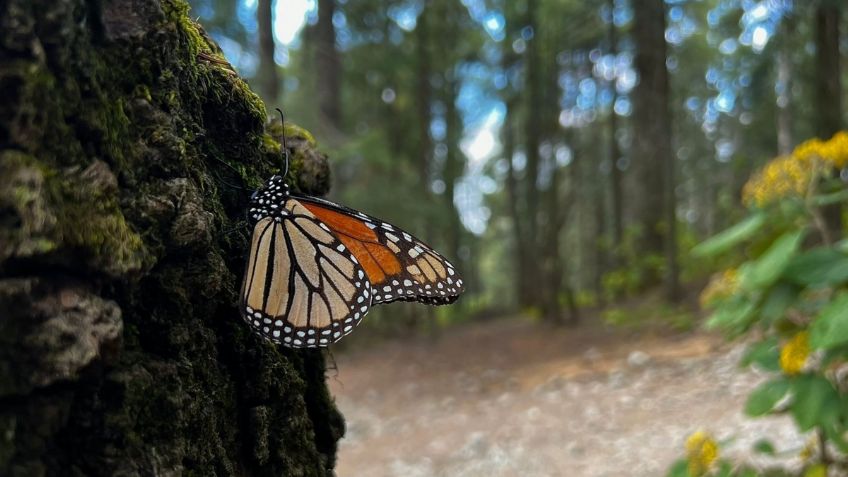 Así es como el Edomex busca proteger a la mariposa monarca