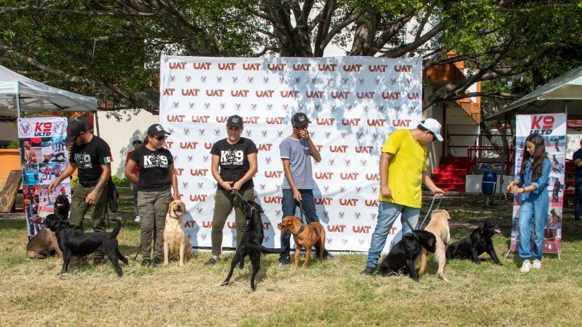 Universidad Autónoma de Tamaulipas abre convocatoria para adopción de perros héroes retirados