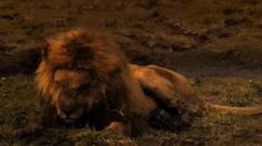 La conmovedora imagen de un león adulto muriendo frente al atardecer que fue captada en VIDEO