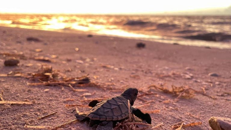 Tortugas carey playa yucatán