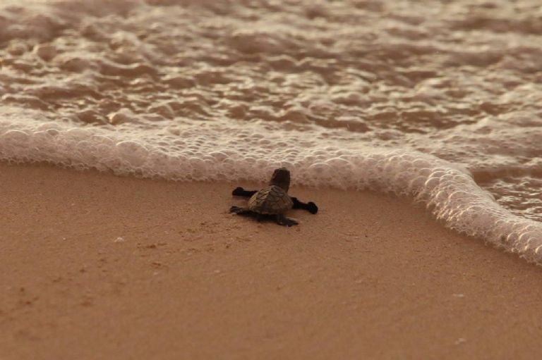 Tortugas yucatán playas