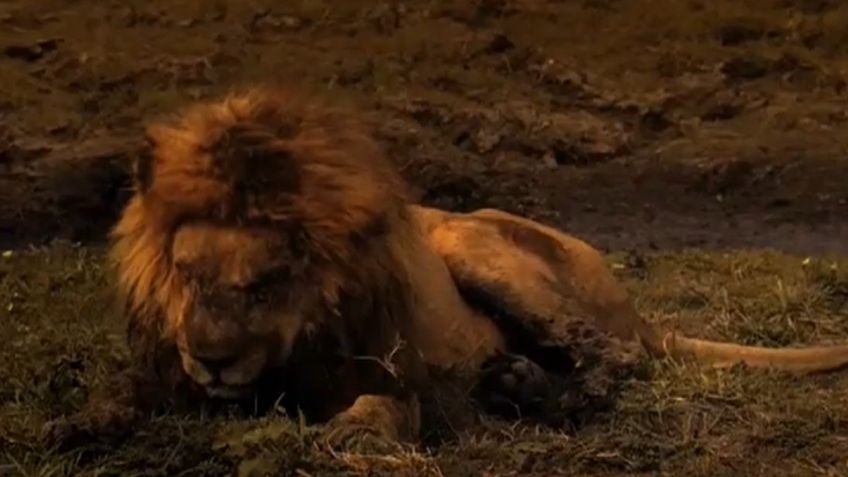 La conmovedora imagen de un león adulto muriendo frente al atardecer que fue captada en VIDEO