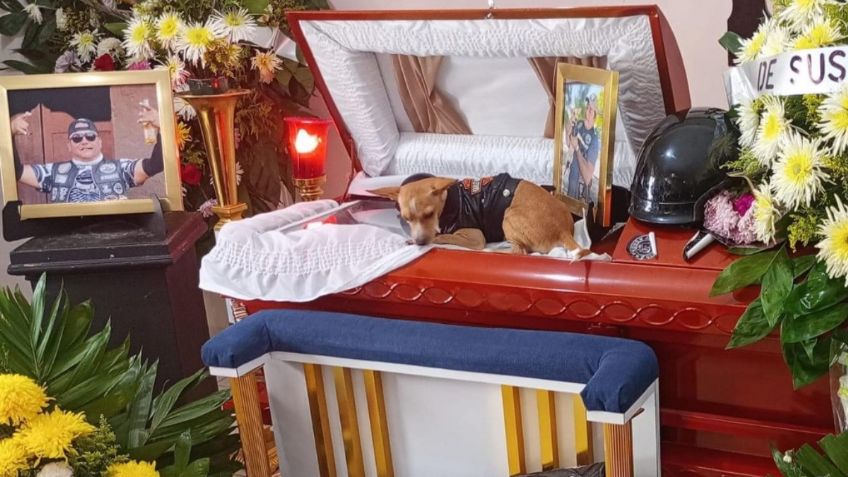 Perrito Chihuahua se despide a su amigo motociclista tras trágico accidente en Tamaulipas