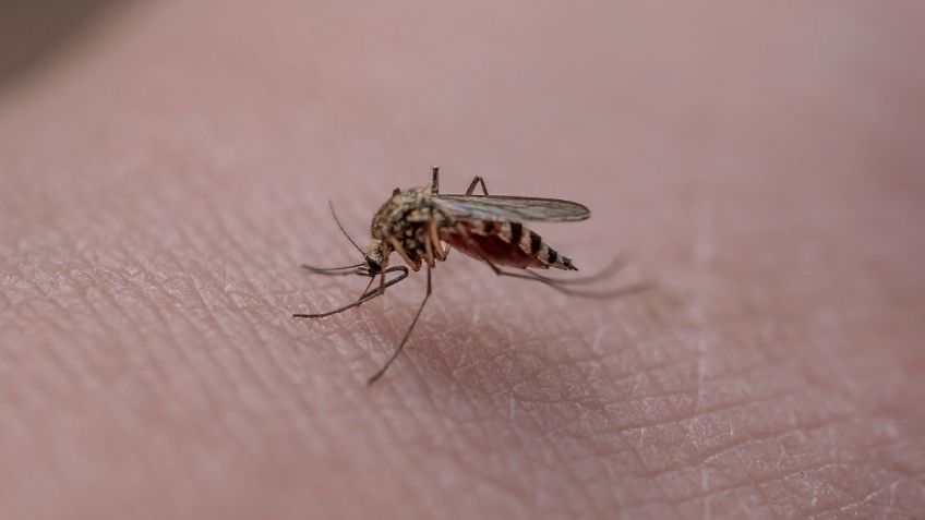 ¿Los mosquitos pican más a unas personas que a otras? Esto dice la ciencia