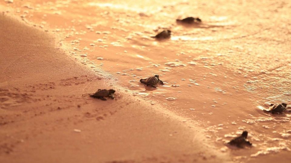 Es tarea de todos cuidar la fauna marina que le da vida a nuestro planeta.