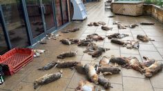 Escena de terror: encuentran a decenas de animales muertos afuera de una tienda