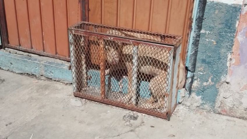 Indigna en redes diminuta jaula en la que mantenían encerrado a un perrito en Puebla