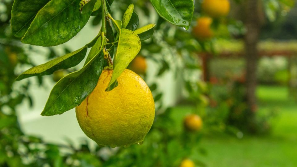 Atribuyen cierre de limoneros en Michoacán por desplome de precios.