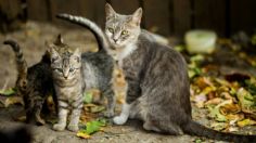 Rescatan a 10 gatitos que vivían hacinados en una vivienda en Naucalpan