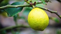 ¿Cómo plantar un limonero en casa? Sencillo truco para ahorrar