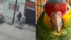 VIDEO: sujeto entra a robar a una casa en San Juan de Aragón, solo se llevó un perico en su jaula