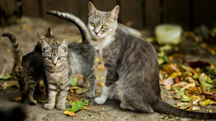 Rescatan a 10 gatitos que vivían hacinados en una vivienda en Naucalpan