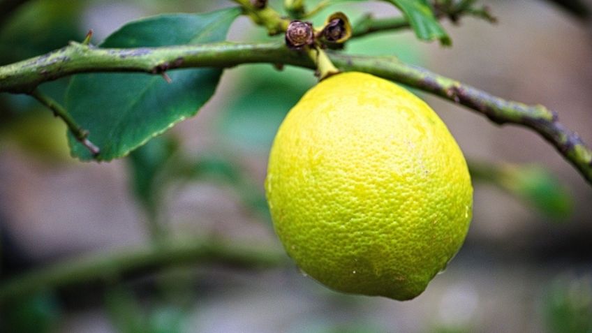 ¿Cómo plantar un limonero en casa? Sencillo truco para ahorrar