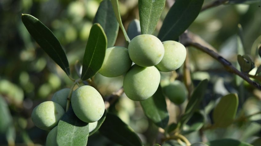 ¿Cómo plantar olivos en casa? Sencillo con un poco de aloe vera