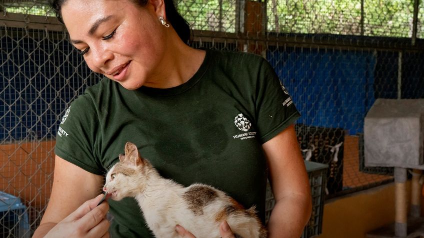 Veterinaria mexicana acudió a Vietnam para salvar a gatos de una "granja de producción" para consumo humano