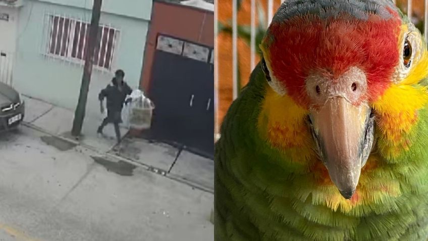 VIDEO: sujeto entra a robar a una casa en San Juan de Aragón, solo se llevó un perico en su jaula