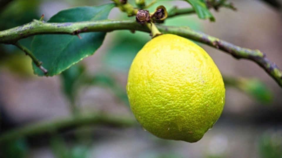 Los limoneros son de las plantas más sencillas de cultivar en casa