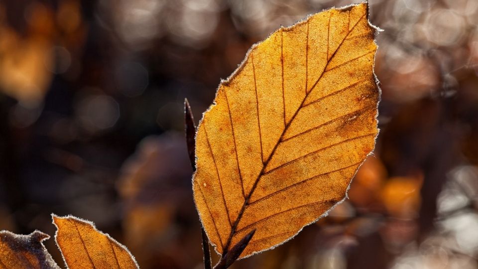 Ambos tipos de otoño tienen fines distintos.