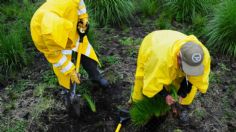 La Sedema recupera 4 mil 500 hectáreas de tierra, revela estudio del Colegio de México