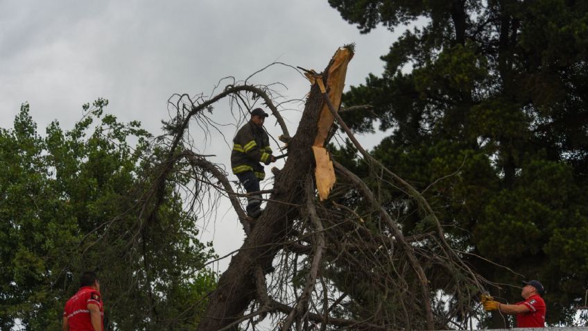 ¿Por qué se están cayendo tantos árboles en la CDMX? Esto dice la ciencia