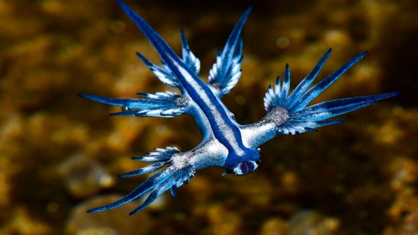 Molusco venenoso "dragón azul" obliga a cerrar una playa de Canarias ¿Qué tan peligroso es?