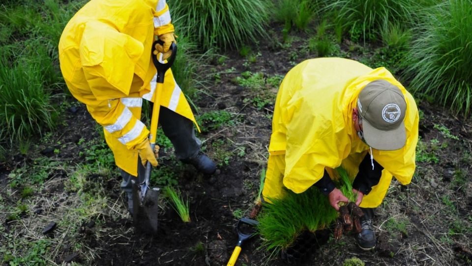 Se han rehabilitado hectáreas en suelo de conservación con el programa Altépetl
