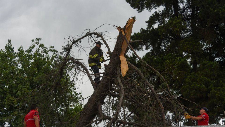 Durante la reciente temporada de lluvias, algunos árboles de gran tamaño han caído en distintos puntos de la ciudad.