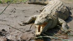 Un cocodrilo hiere de gravedad a un empleado del zoológico en Jerusalén