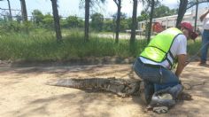 Cocodrilo de dos metros sorprende a obreros de la zona industrial de Altamira, Tamaulipas